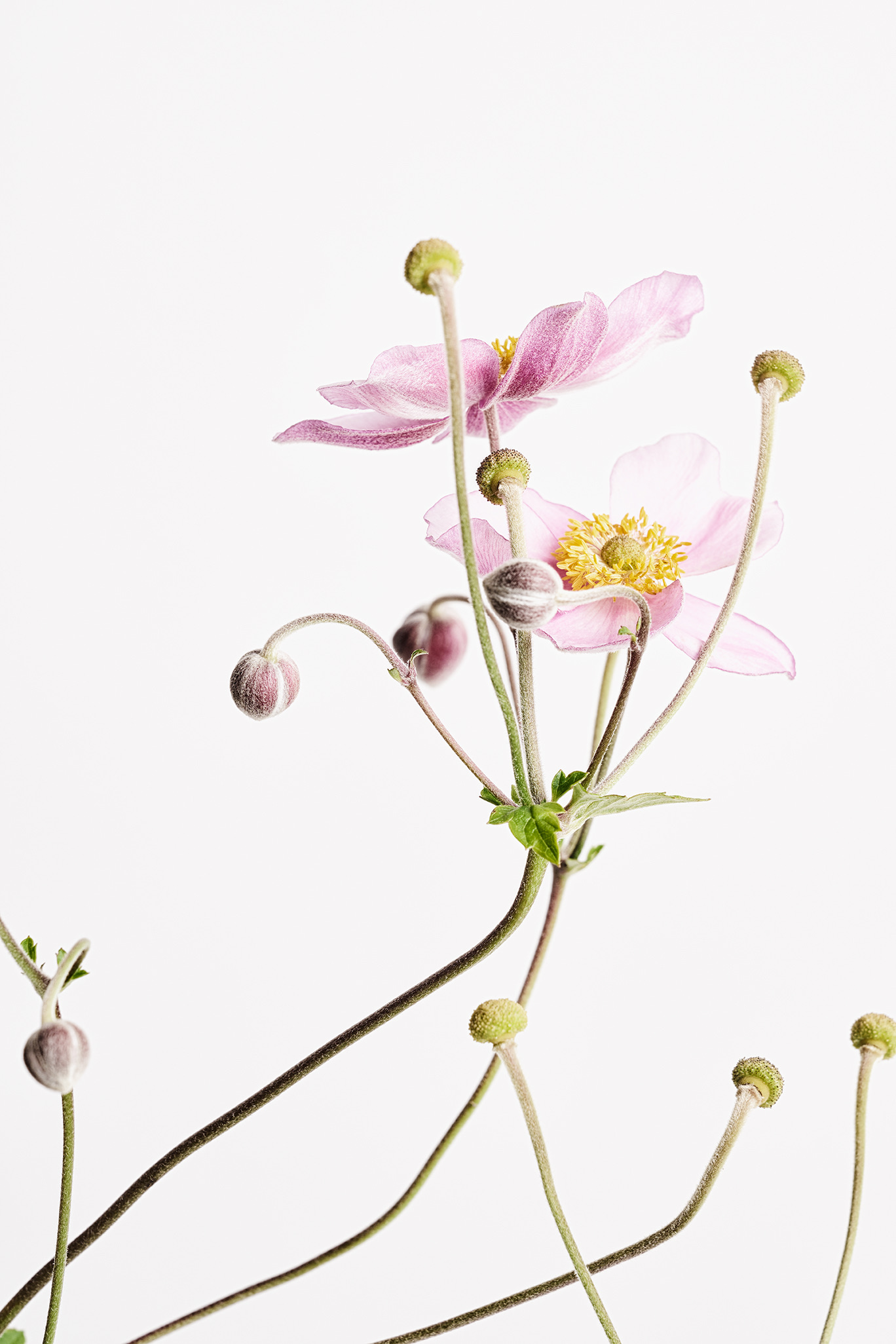 Pink Japanese anemones on long stems against white, from Winky Lewis’s Flowers series